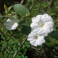 Camonea umbellata (L.) A.R.Simões & Staples